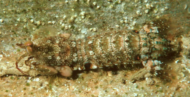 Gonodactylus platysoma